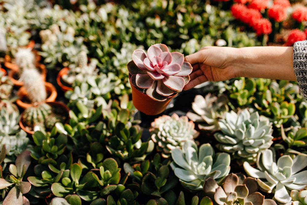 10 Fun Facts About Succulents You Probably Didn’t Know