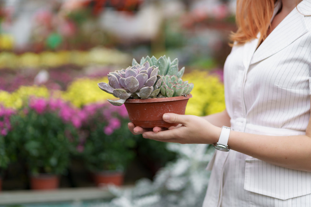 How to Choose the Perfect Succulent for Your Personality