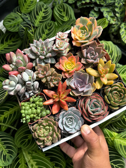 Assorted Mini Succulents - Demo