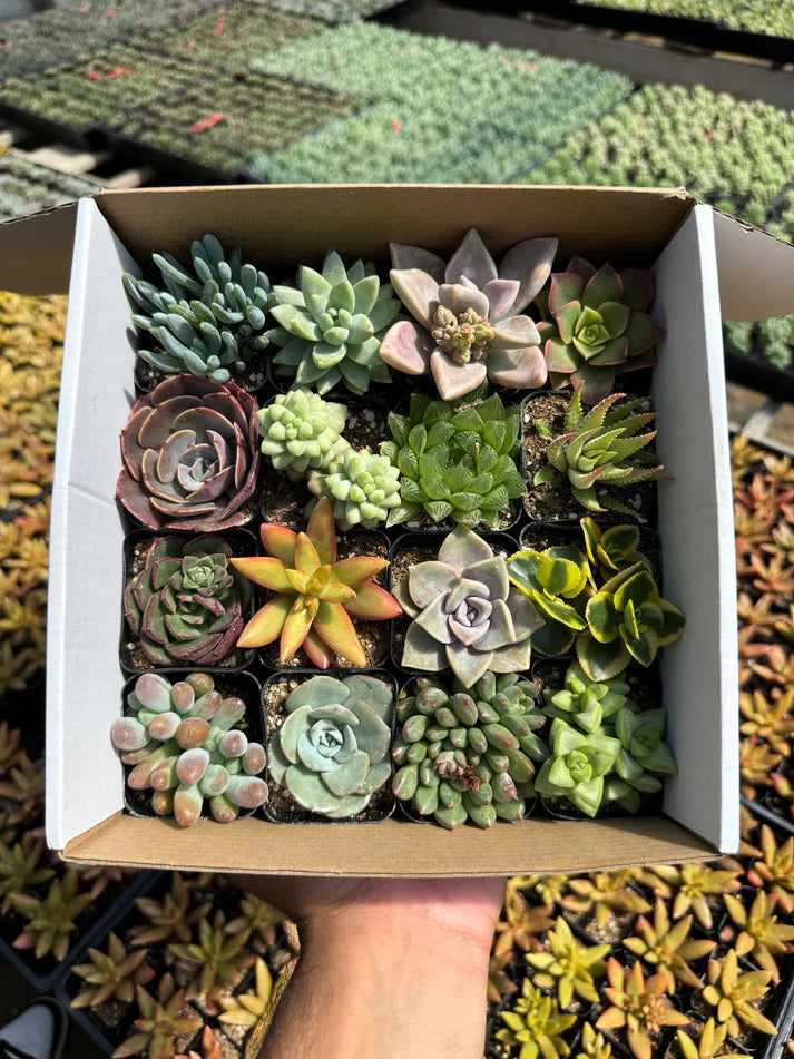 Assorted Mini Succulents - Demo