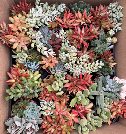 Succulent Surprise Box