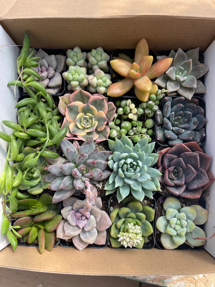 Assorted Mini Succulents - Demo