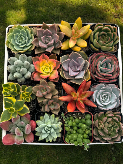 Assorted Mini Succulents - Demo