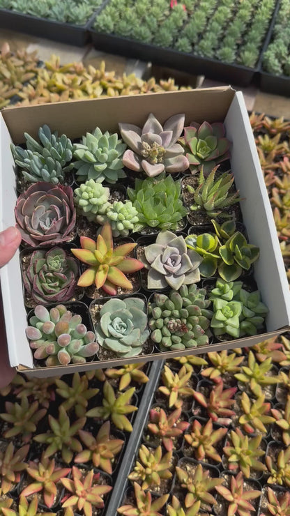 Assorted Mini Succulents - Demo